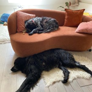 Hondenshiatsu: introductiedag