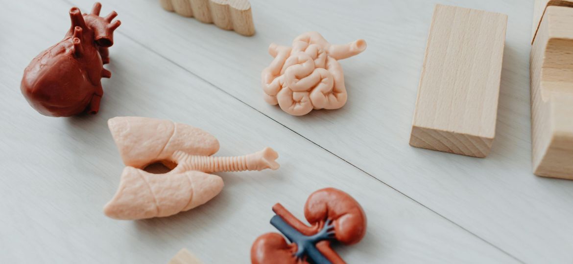 "Iets op je lever hebben" is geen toeval: wat je organen je vertellen over emoties